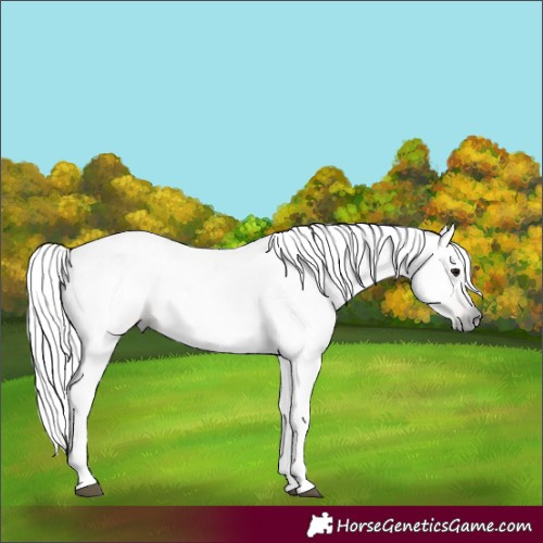 Horse Color:Gray Bay Dun 