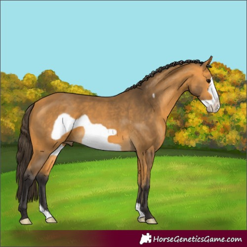 Horse Color:Buckskin Frame 