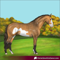Horse Color:Buckskin Frame 