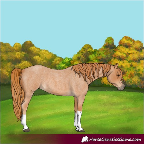 Horse Color:Unknown 