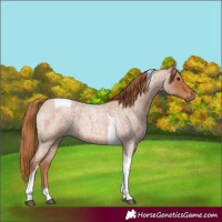 Horse Color:Red Roan Tobiano