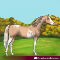 Horse Color:Gold Champagne Splash Tobiano 