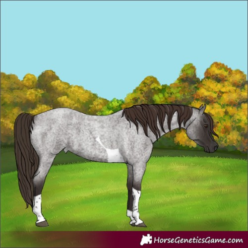 Horse Color:Liver Red Roan Tobiano 