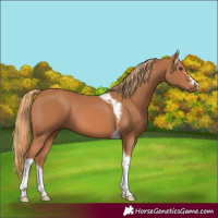 Horse Color:Chestnut Tobiano