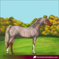 Horse Color:Red Roan Tobiano