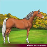 Horse Color:Silver Bay 