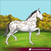 Horse Color:Brown Dun Splash Near Leopard 
