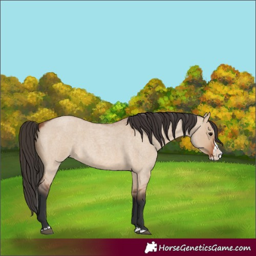 Horse Color:Unknown 