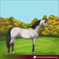 Horse Color:Brown Roan Dun Splash 