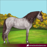 Horse Color:Chocolate Blue Roan 