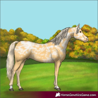 Horse Color:Palomino Ice Rabicano 