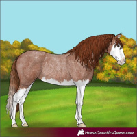 Horse Color:Red Roan Splash Rabicano 