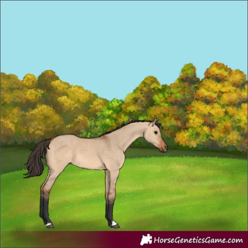 Horse Color:Bay Dun 