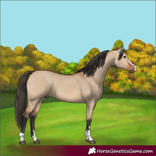 Horse Color:Bay Dun 