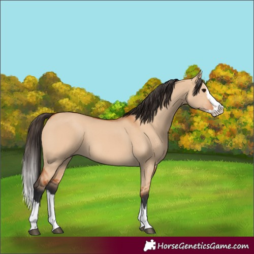 Horse Color:Bay Dun Splash 