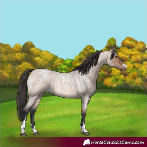 Horse Color:Brown Roan Dun