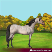 Horse Color:Brown Roan Dun