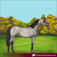 Horse Color:Brown Roan Dun