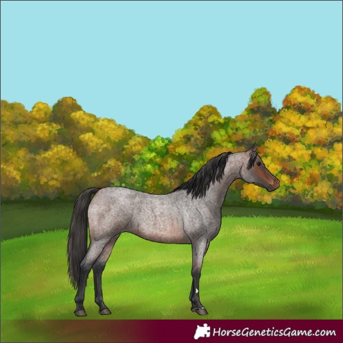 Horse Color:Brown Roan 
