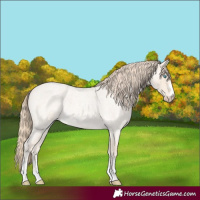 Horse Color:Perlino Roan 