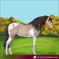 Horse Color:Sable Champagne Dun Tobiano 