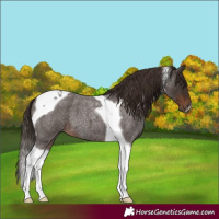 Horse Color:Liver Red Roan Tobiano