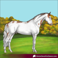 Horse Color:White Spotted Silver Bay Sabino Frame 