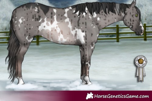 Horse Color:Platinum White Spotted Red Dun Rabicano Brindle 