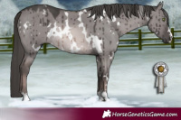 Horse Color:Platinum White Spotted Red Dun Rabicano Brindle 