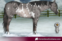 Horse Color:Platinum White Spotted Red Dun Rabicano Brindle 