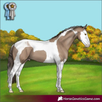 Horse Color:Classic Champagne Splash Tobiano 