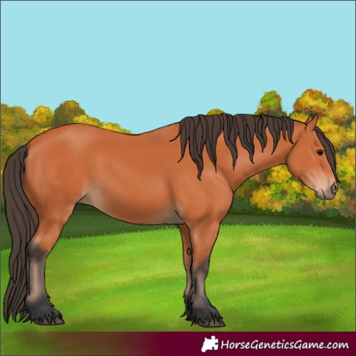 Horse Color:Bay 