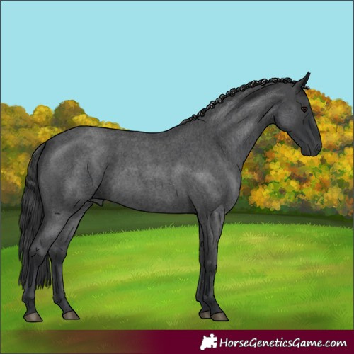 Horse Color:Blue Roan 