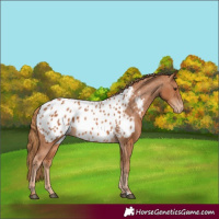 Horse Color:Chestnut Near Leopard 