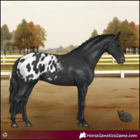 Horse Color:Black Appaloosa 