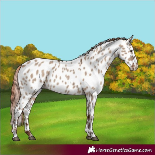 Horse Color:Liver Red Dun Appaloosa 
