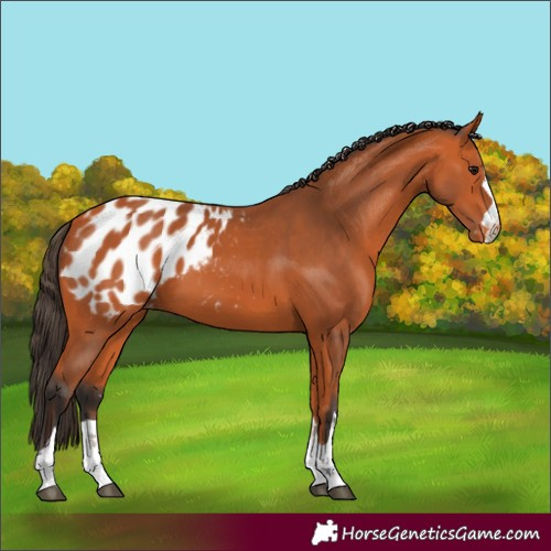 Horse Color:Bay Blanket 