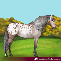 Horse Color:Gray Bay Blanket 
