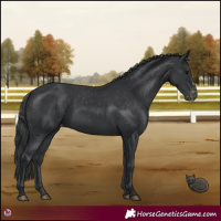 Horse Color:Black Appaloosa 
