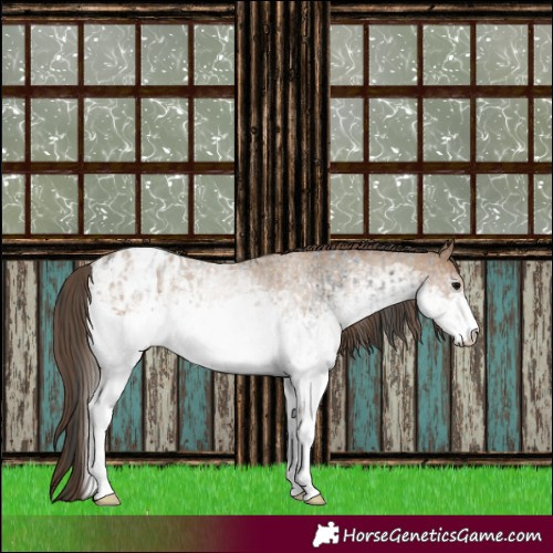 Horse Color:White Spotted Blue Roan Appaloosa Rabicano  and White Spotted Classic Champagne Roan Appaloosa Rabicano 