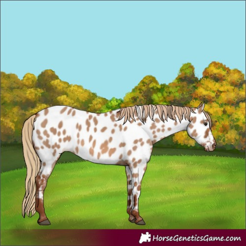 Horse Color:Red Dun Appaloosa 