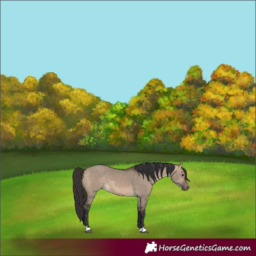 Horse Color:Bay Dun 