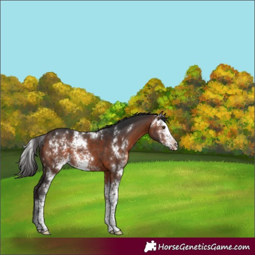 Horse Color:Bay Sabino Rabicano 