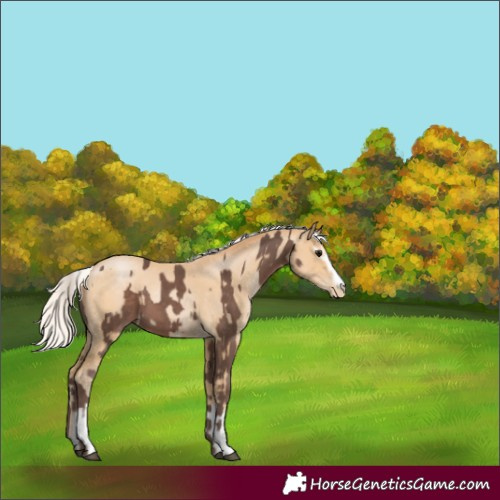 Horse Color:Silver Black  and White Spotted Silver Smoky Black Pearl 
