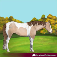 Horse Color:Brown Pearl Dun Splash Tobiano