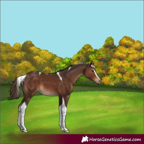 Horse Color:Liver Chestnut Sabino Tobiano 
