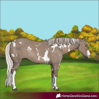 Horse Color:White Spotted Silver Grullo Rabicano