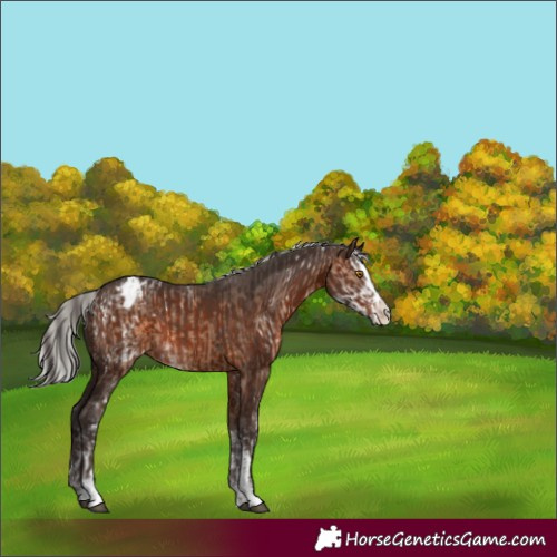 Horse Color:Bay Dun Sabino Splash Appaloosa Rabicano and Silver Brown Sabino Splash Appaloosa