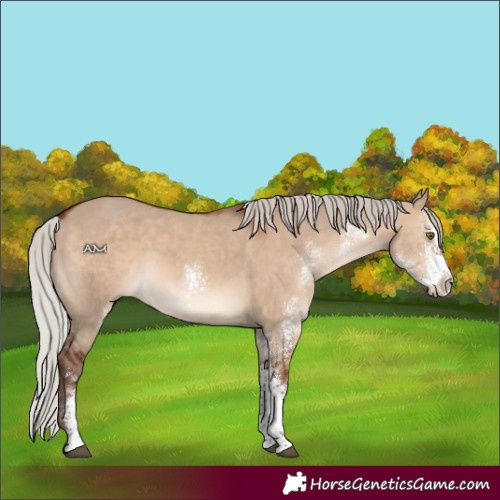 Horse Color:Silver Brown Dun Sabino Rabicano