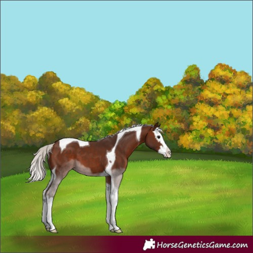 Horse Color:Silver Brown Sabino Splash Tobiano 